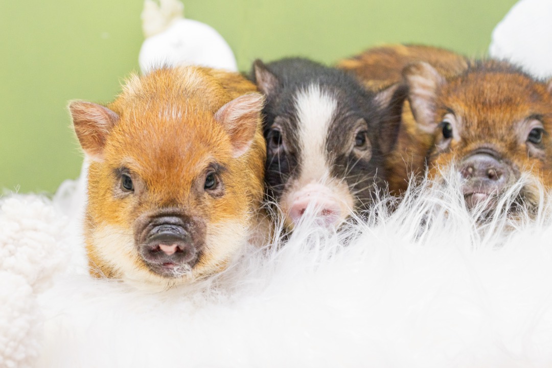 マイクロブタさんの色柄 - mipig owners