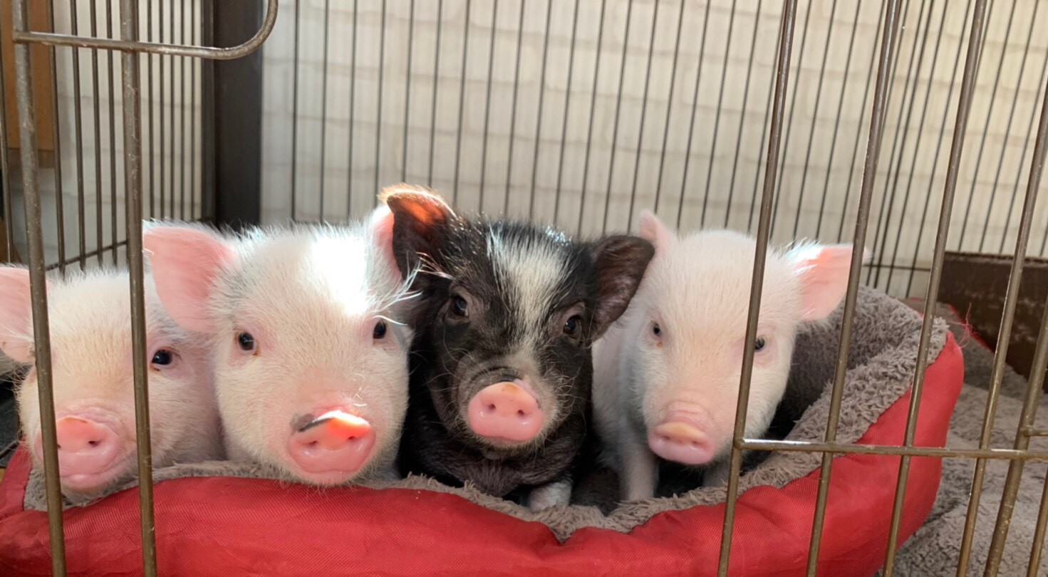 ブタさんの留守番について - mipig owners