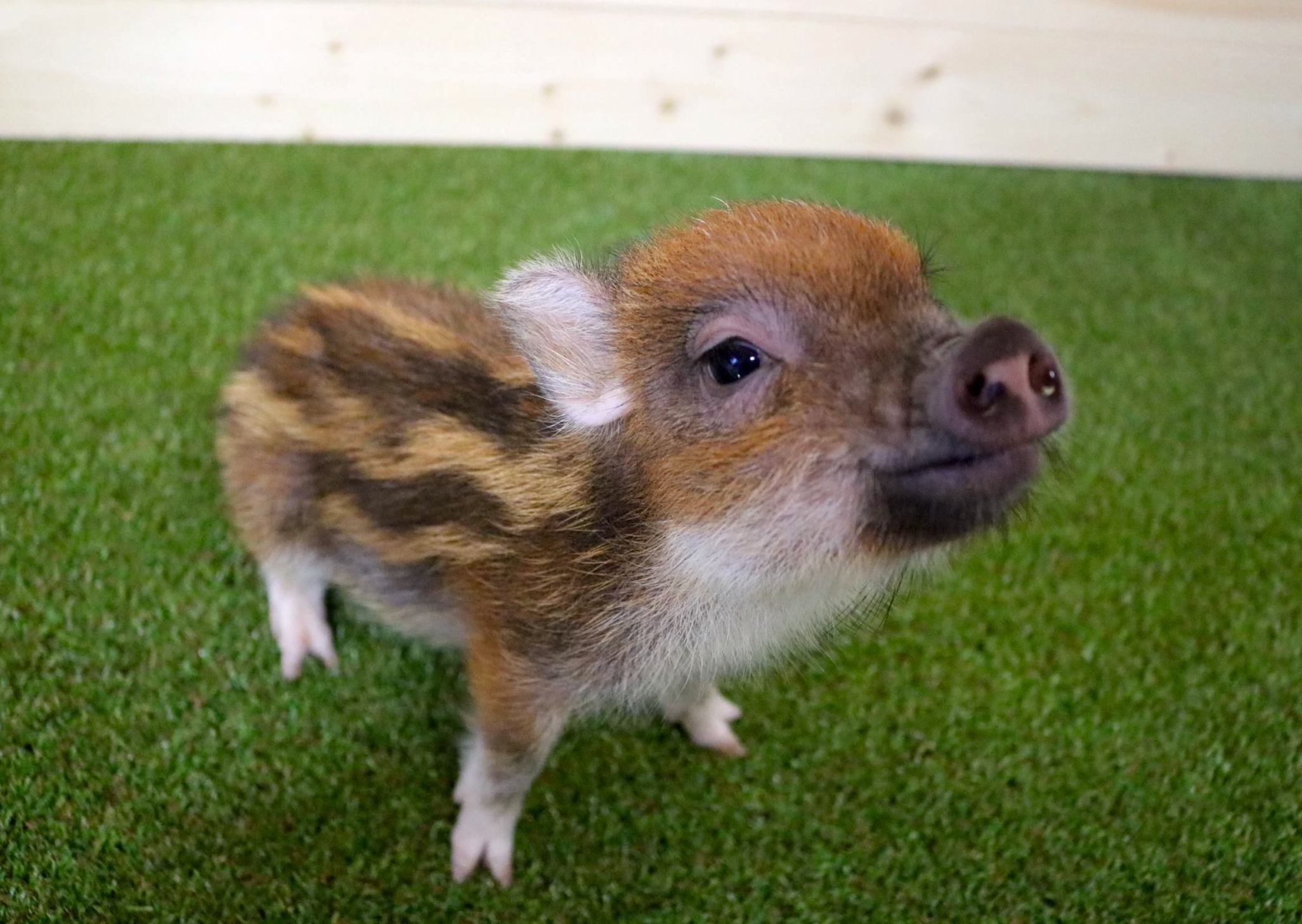 【mkuさま】vintage figure ୨୧ グリーンの瞳のブタさん 奇跡の子ブタさん - mipig owners