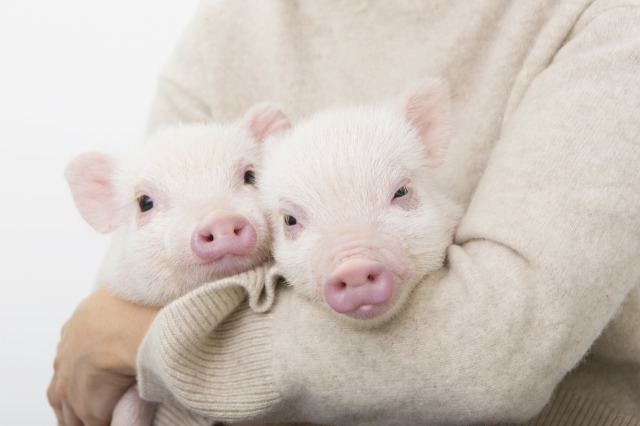 ブタさんが定期的に打つワクチンについて - mipig owners