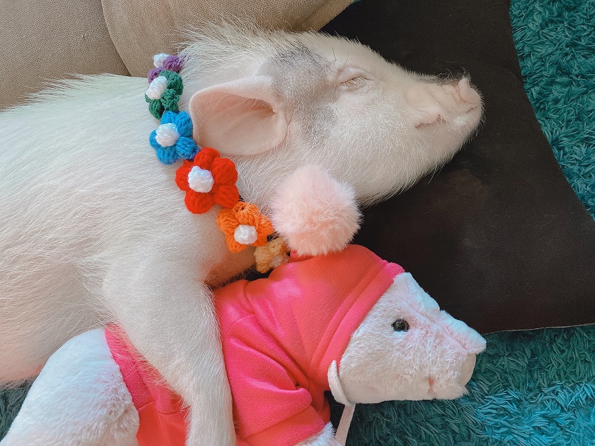 かっこいい系豚ちゃんトレーナー☆美品 小気味よく 