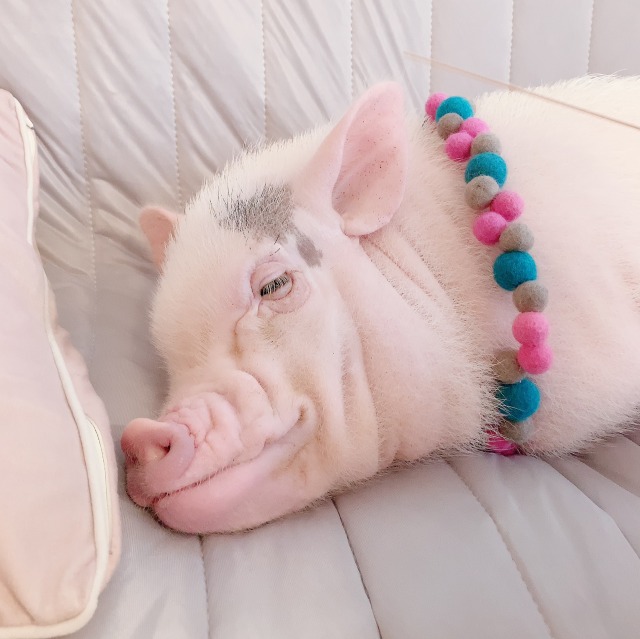 希少  マリアンヌ・ウェストマン　豚 希少 Rorstrand マリアンヌ・ウェストマン 豚