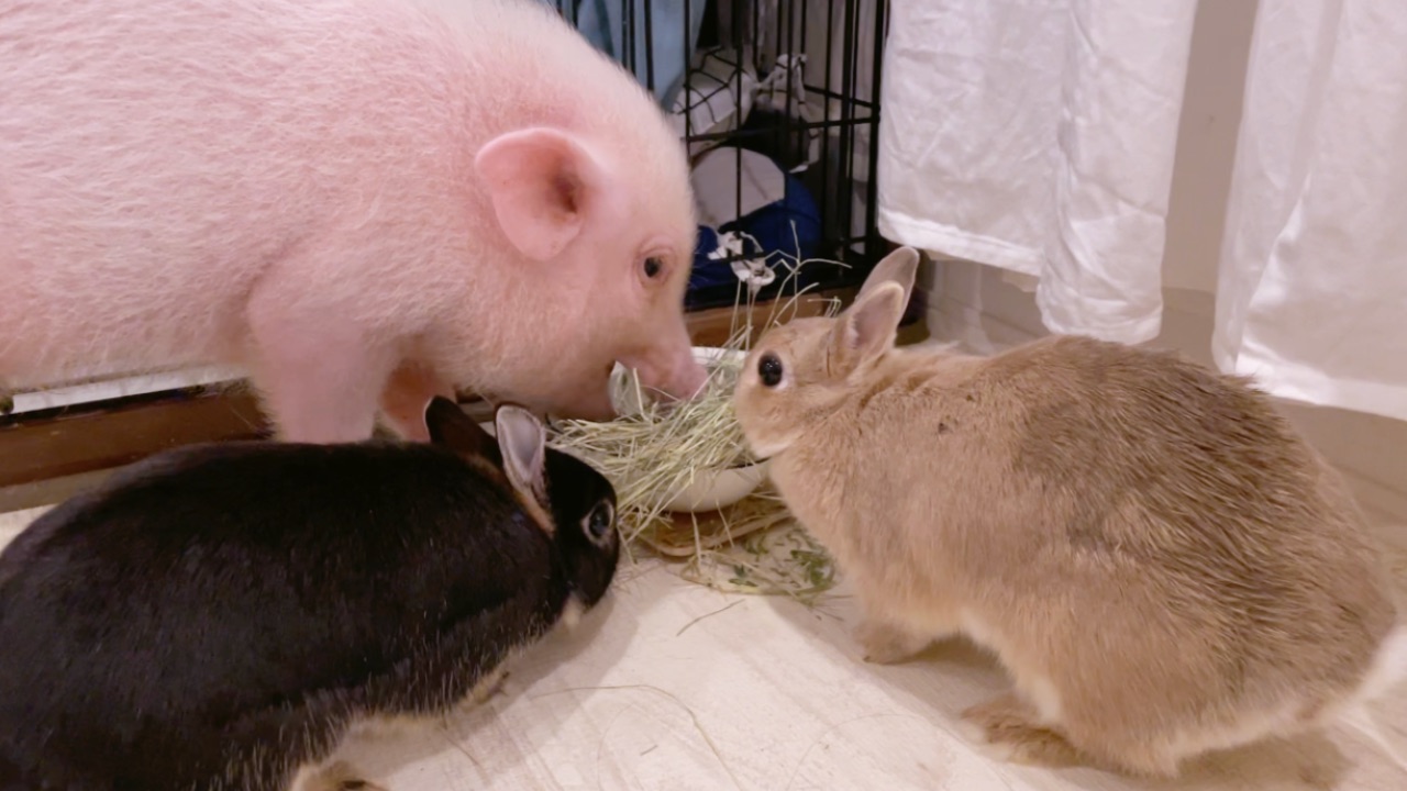 mipig family】紹介#28 うさぎさんと暮らすLinoちゃん - mipig