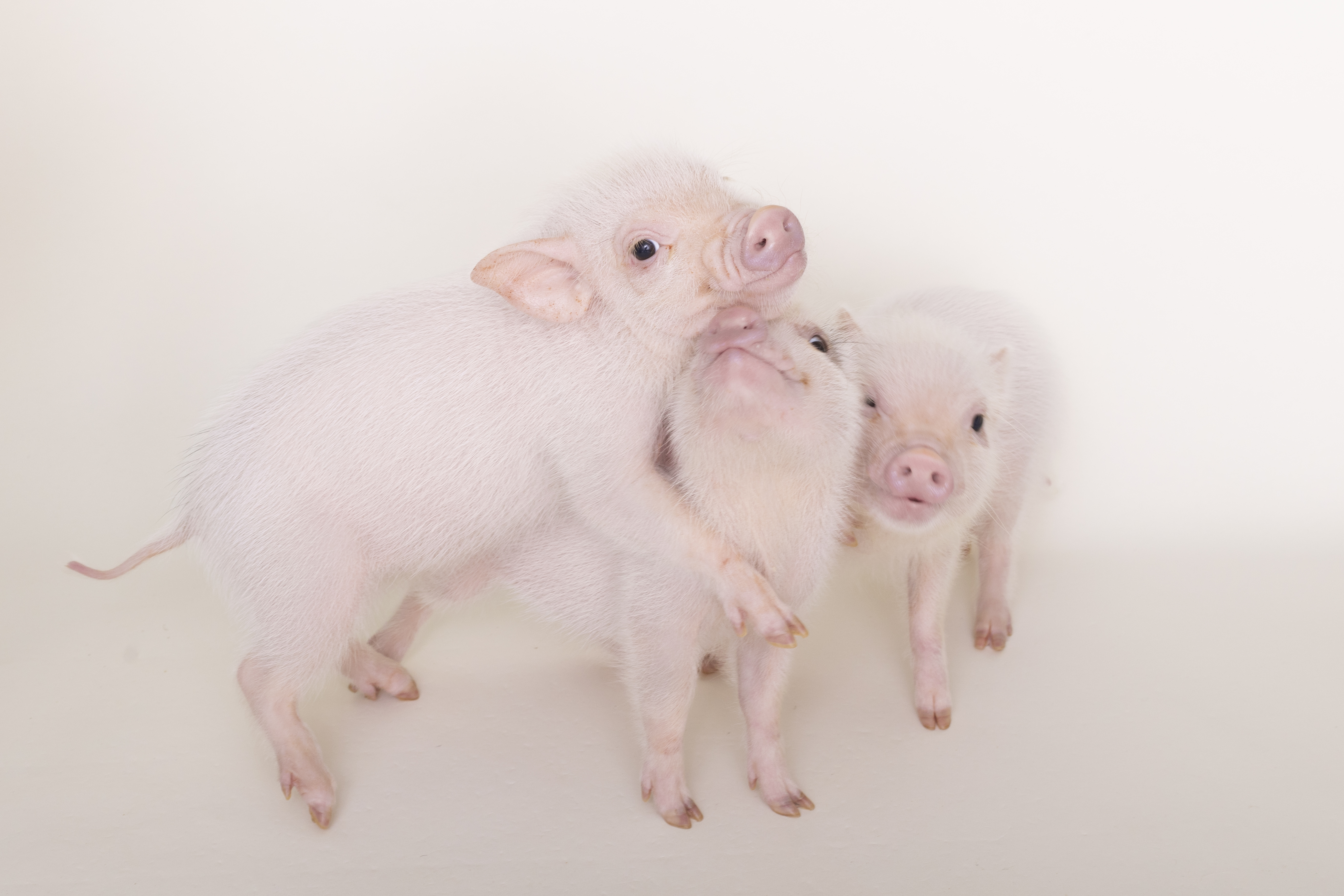 マイクロブタの飼い方とオフ会での注意点｜mipig owners