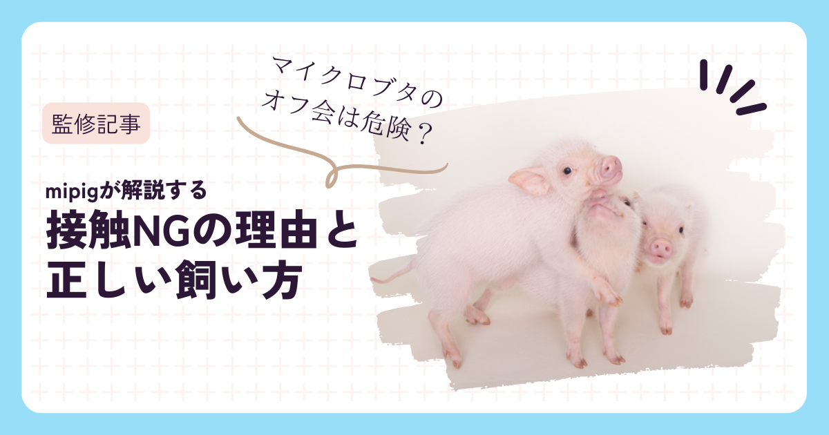 alt="ヤマザキ動物看護大学 堀井先生監修・マイクロブタ同士の接触リスクと飼育時の注意点｜mipig owners"